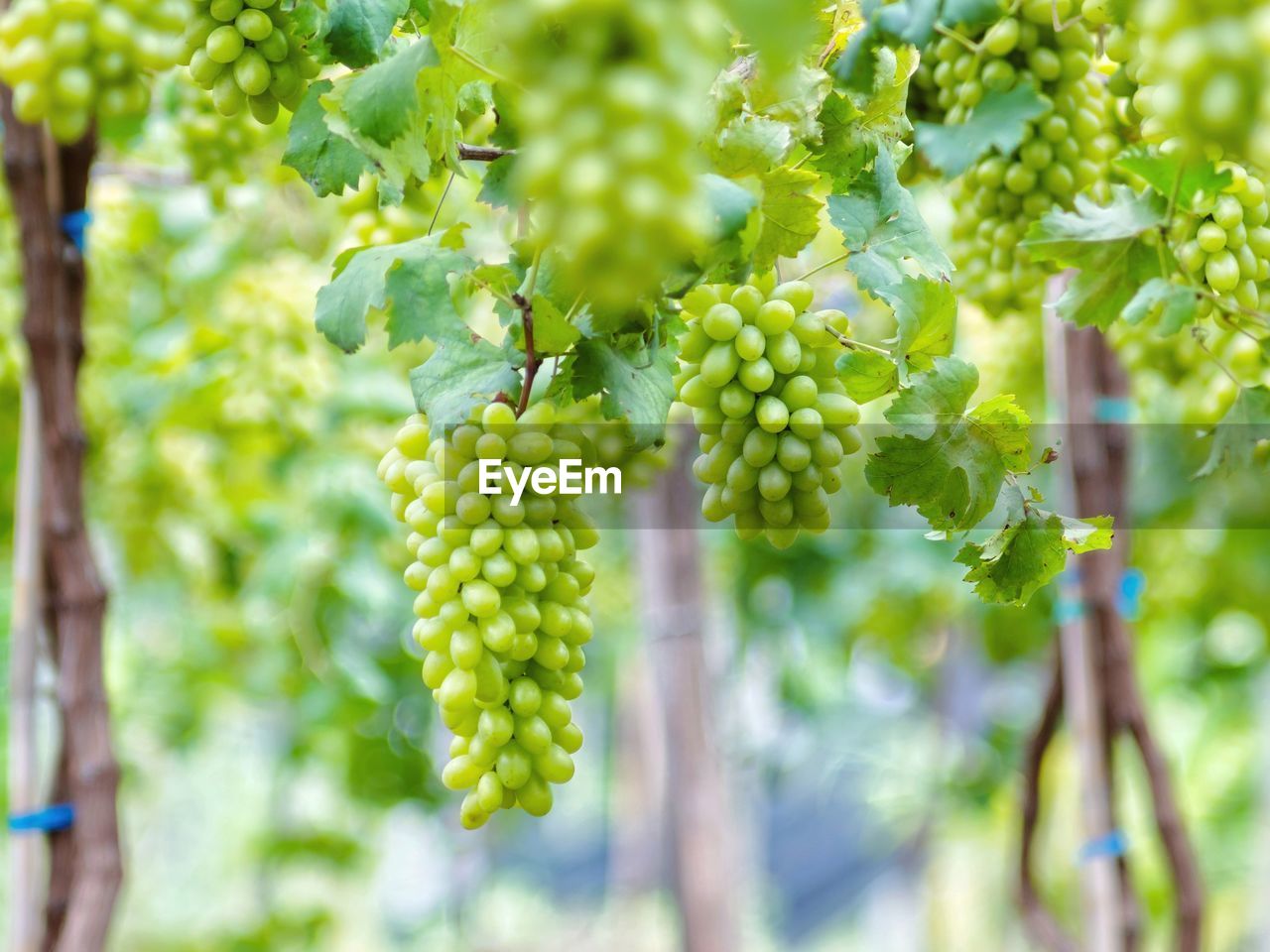CLOSE-UP OF GRAPES IN VINEYARD