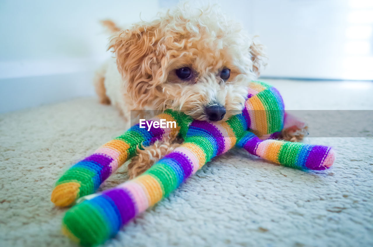 CLOSE-UP OF A DOG ON RUG