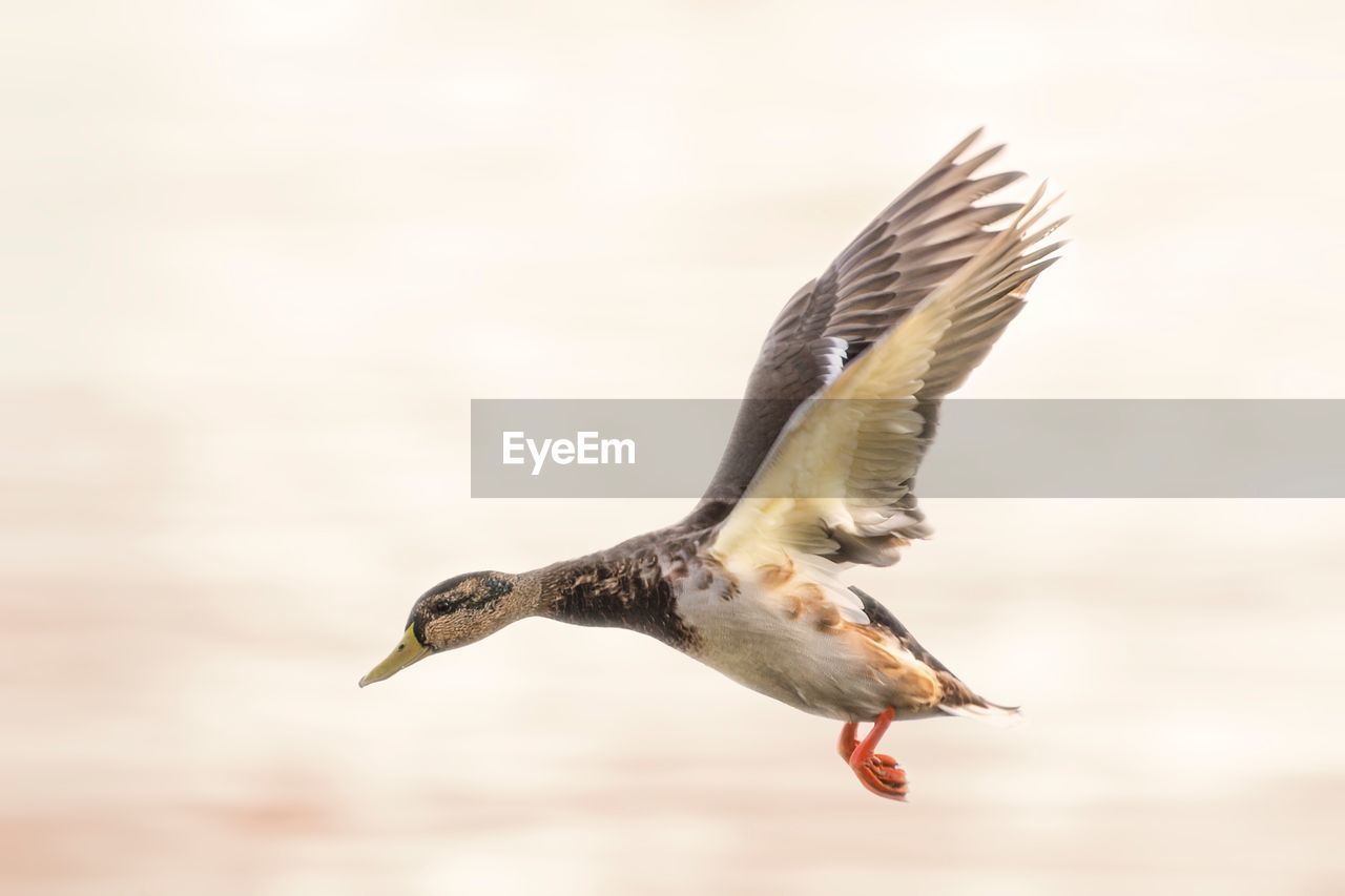 CLOSE-UP OF BIRD FLYING AGAINST SKY