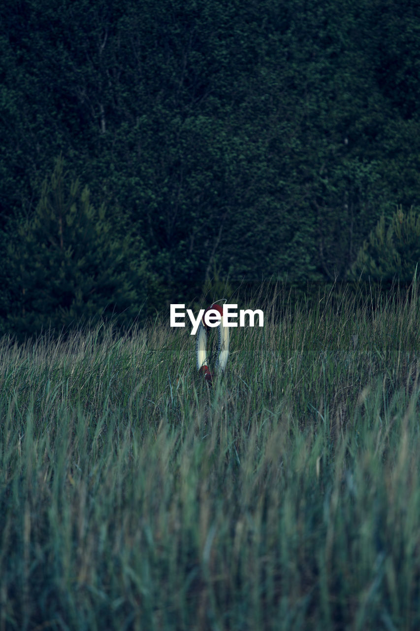 WOMAN WALKING ON GRASSY FIELD