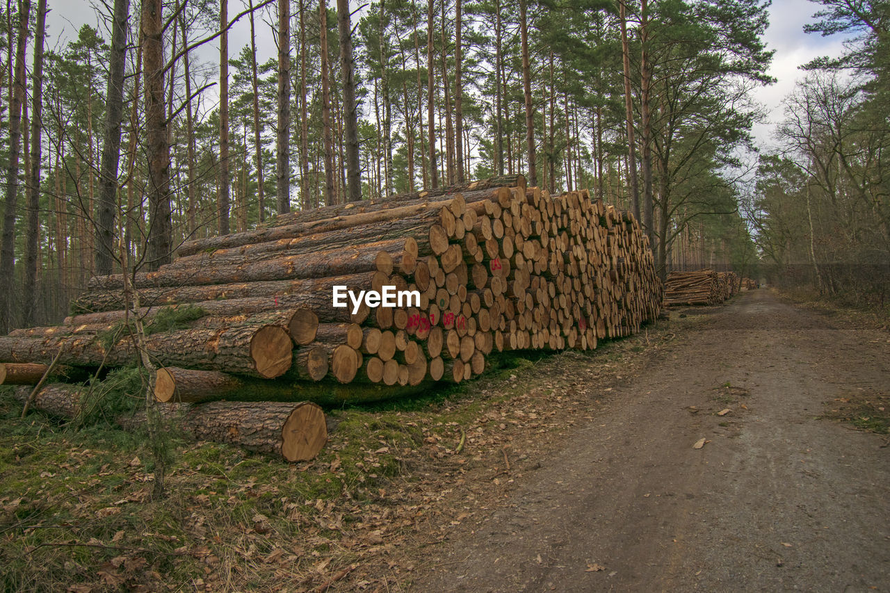 Stack of logs in forest