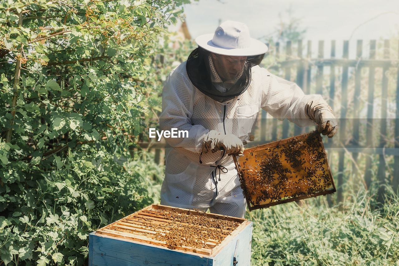 Man working with bee hives outdoors