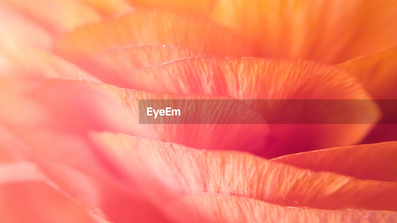 Full frame shot of pink rose flower