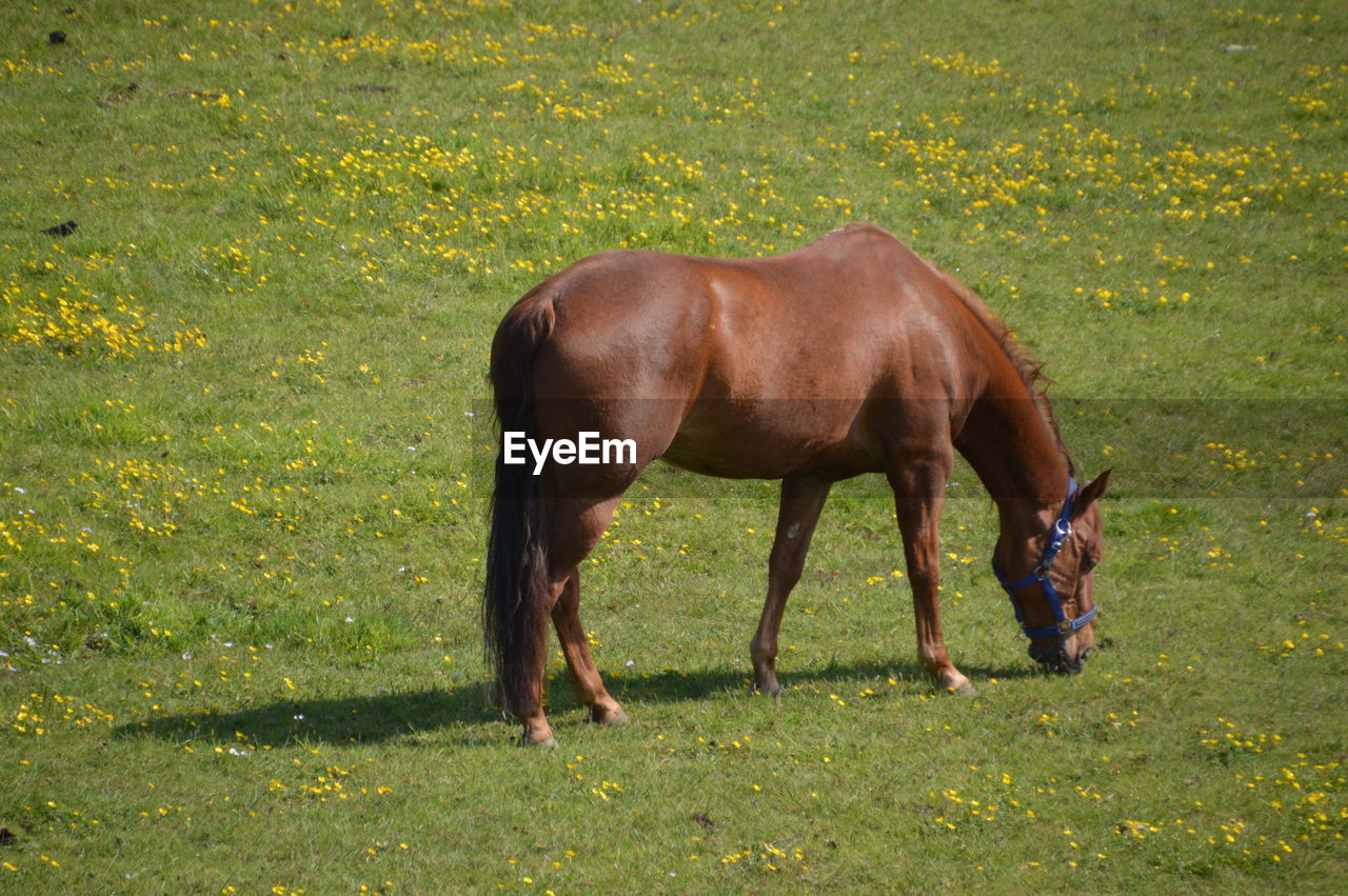 HORSE GRAZING IN FIELD