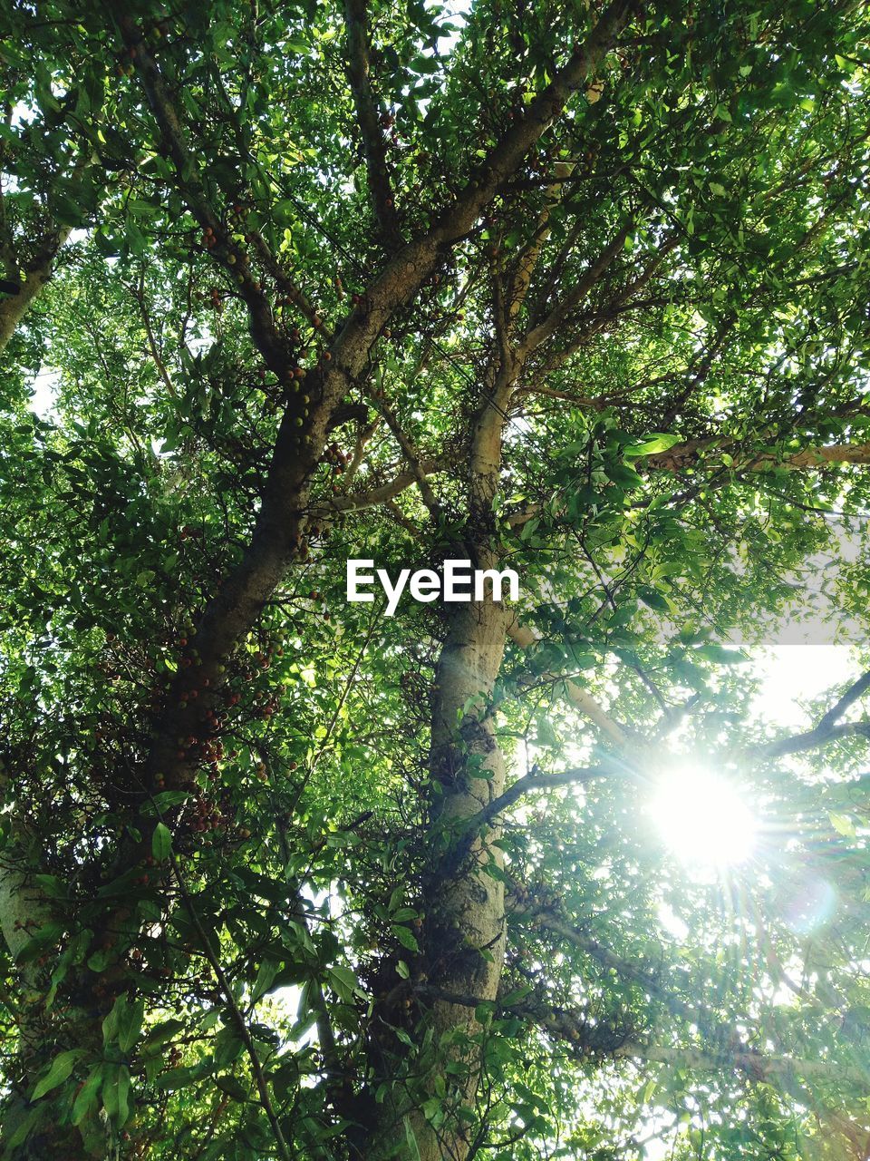 LOW ANGLE VIEW OF TREES AGAINST SKY