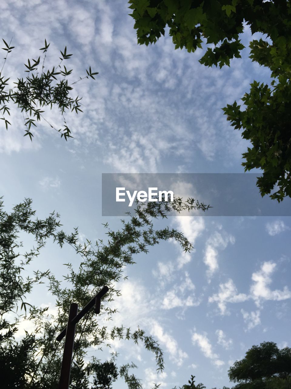 LOW ANGLE VIEW OF TREES AGAINST SKY