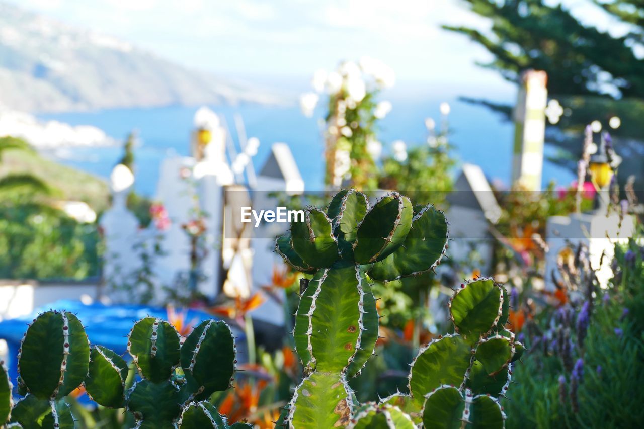 CLOSE-UP OF SUCCULENT PLANTS