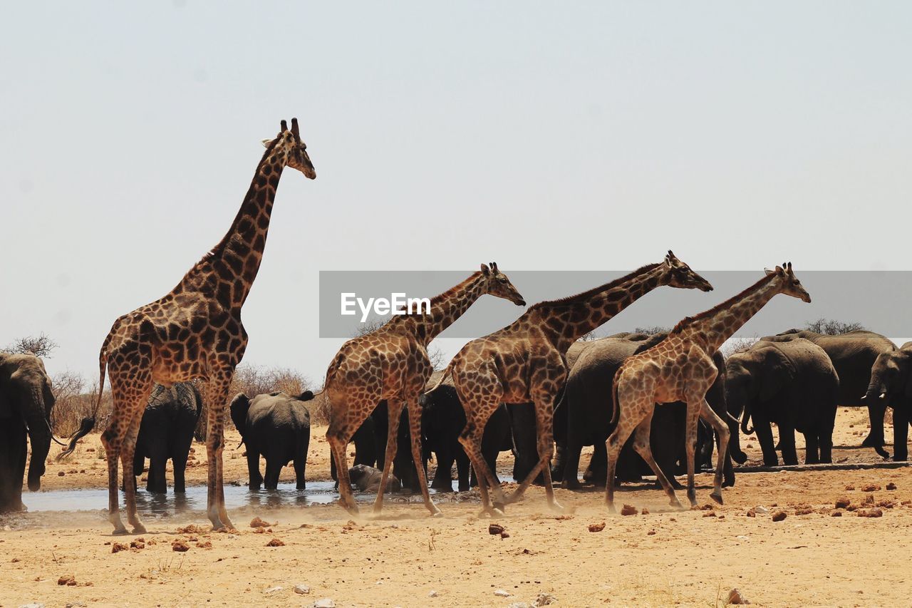 Giraffes and elephants against clear sky