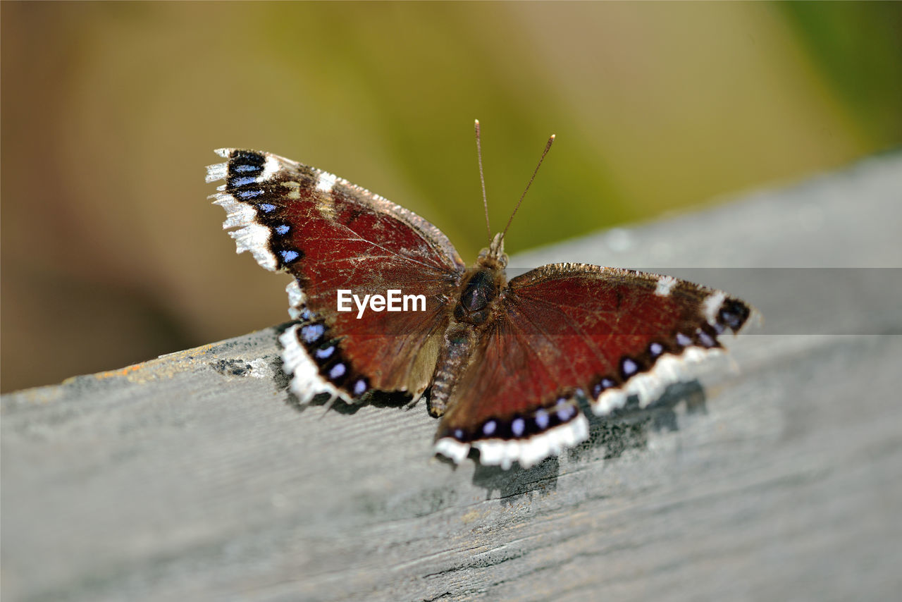 CLOSE-UP OF BUTTERFLY ON LEAF