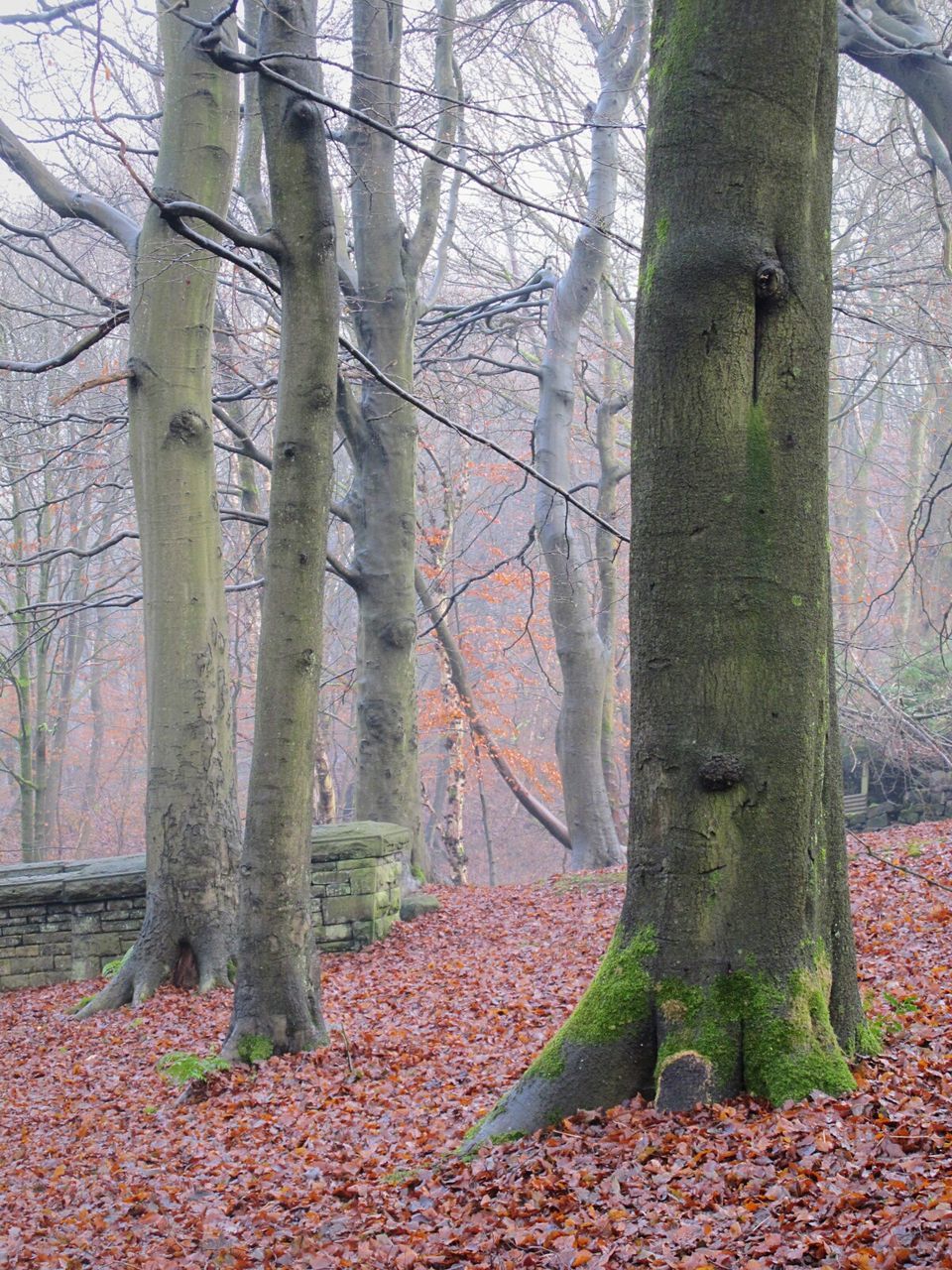 TREE IN FOREST