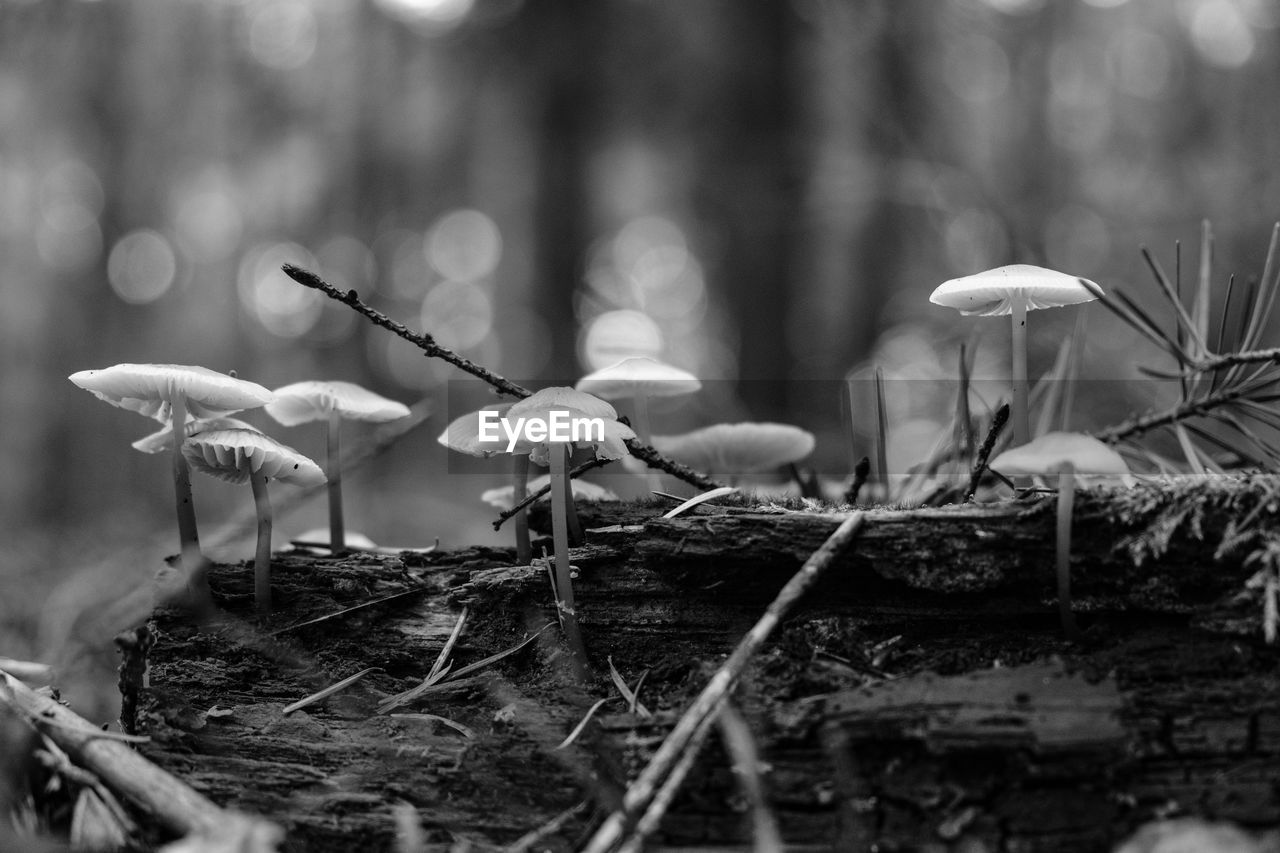 Close-up of mushroom growing in forest