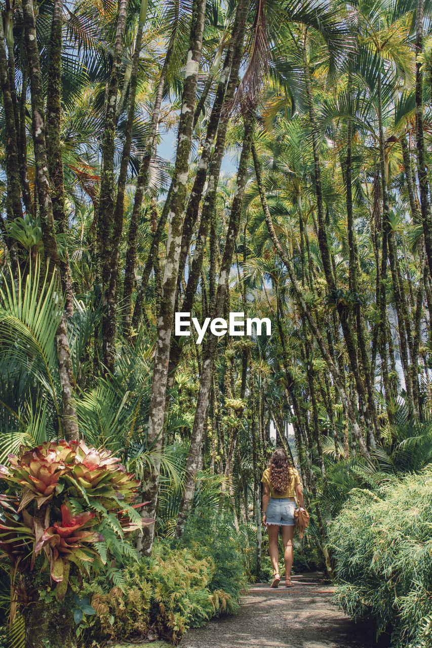 Rear view of woman walking along trees in forest