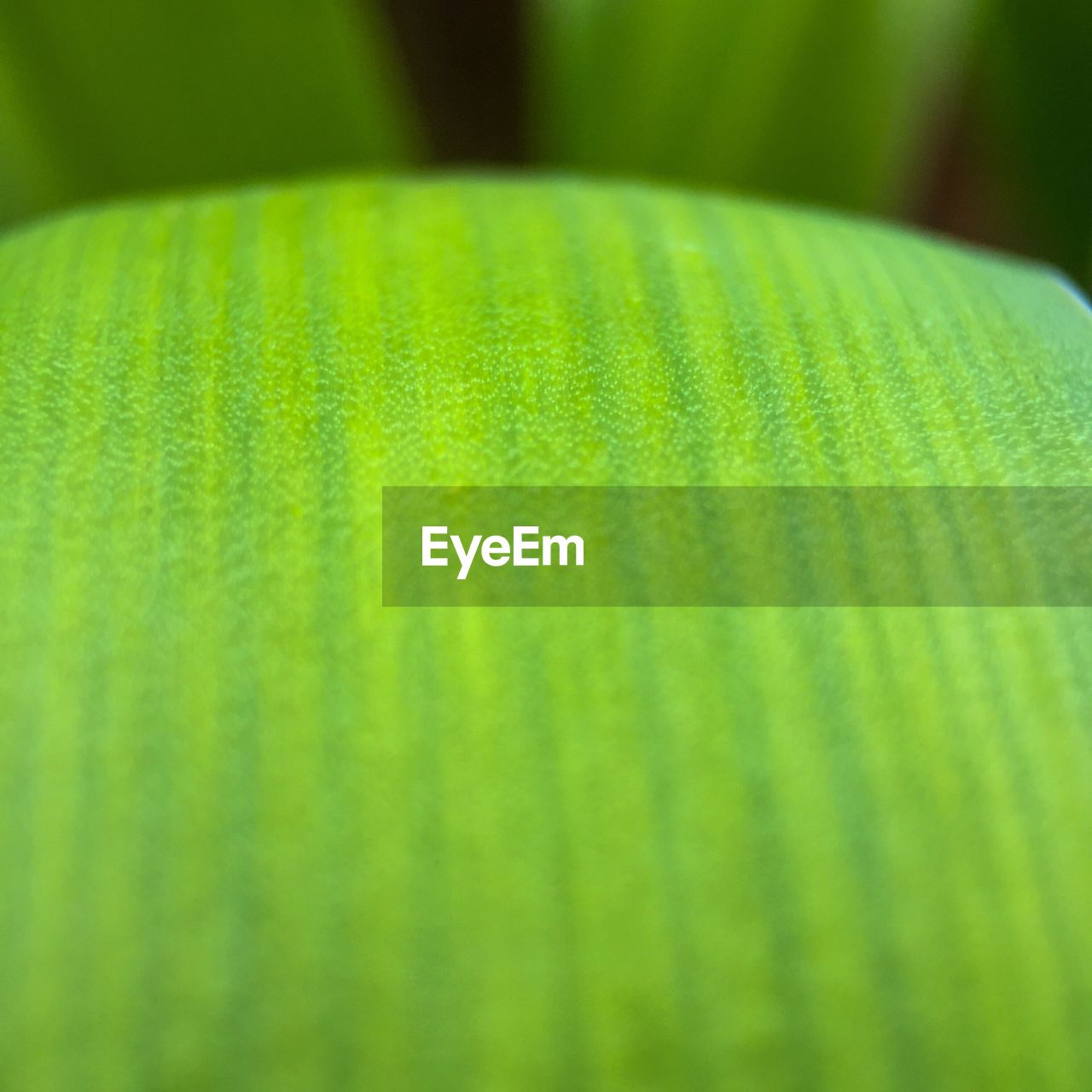 CLOSE-UP OF GREEN PLANT