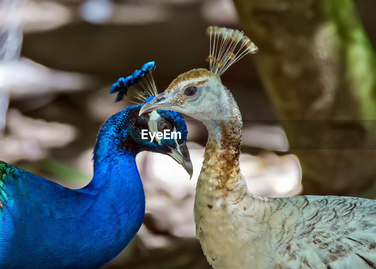 CLOSE-UP OF A PARROT