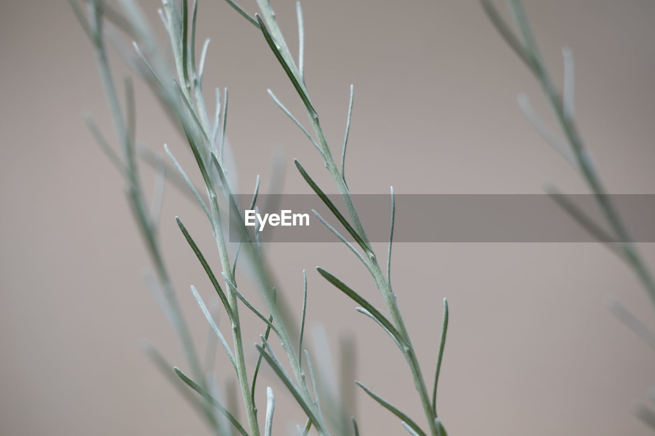 CLOSE-UP OF GRASS WITH PLANT