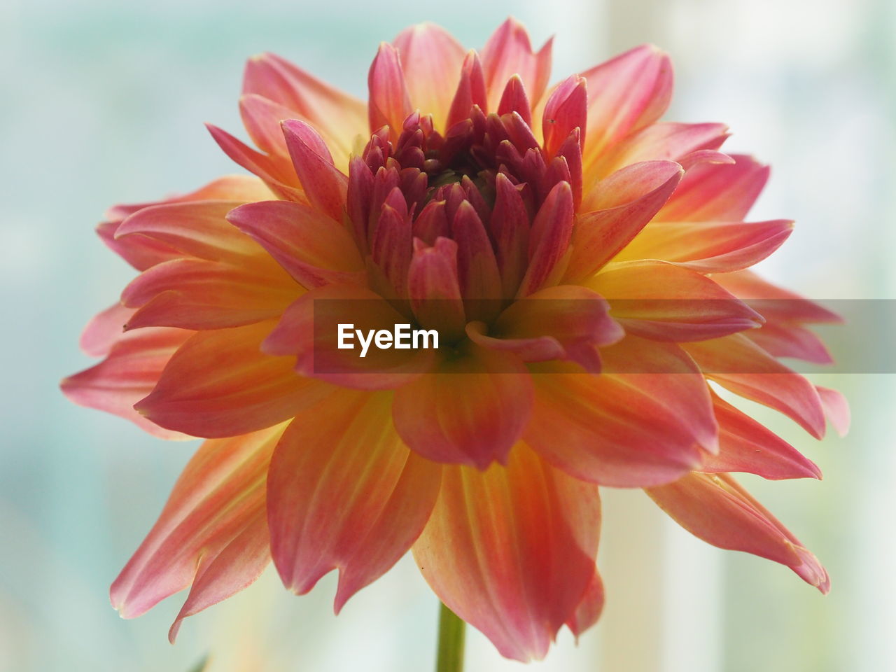 CLOSE-UP OF PINK DAHLIA FLOWER