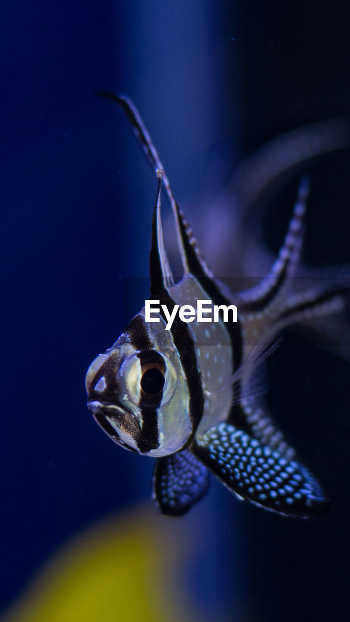 Close-up of fish swimming in sea