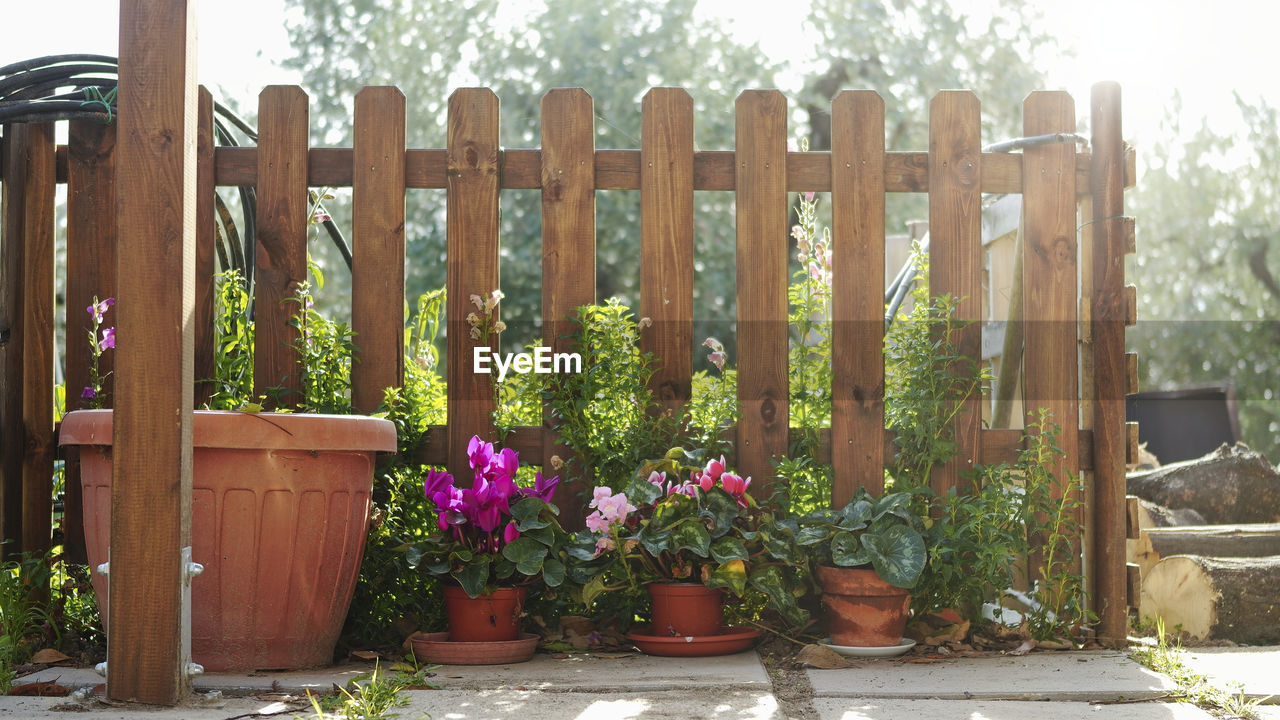 POTTED PLANTS IN YARD