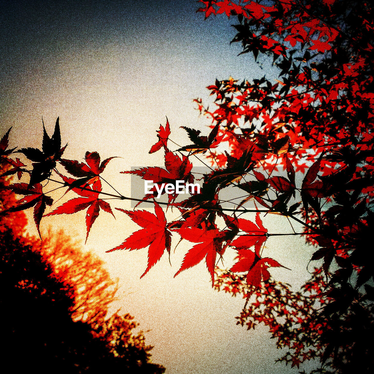 RED LEAVES ON TREE