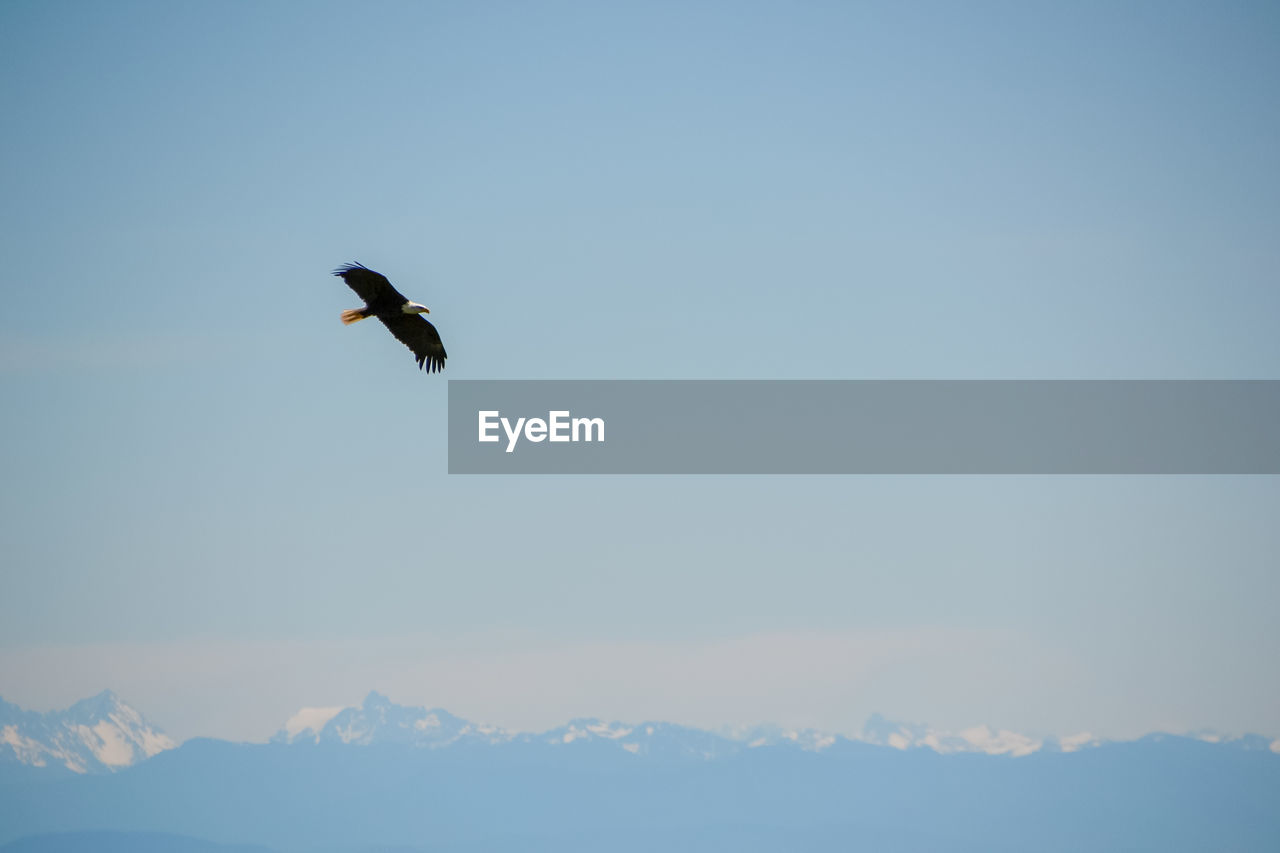 LOW ANGLE VIEW OF BIRD FLYING AGAINST SKY