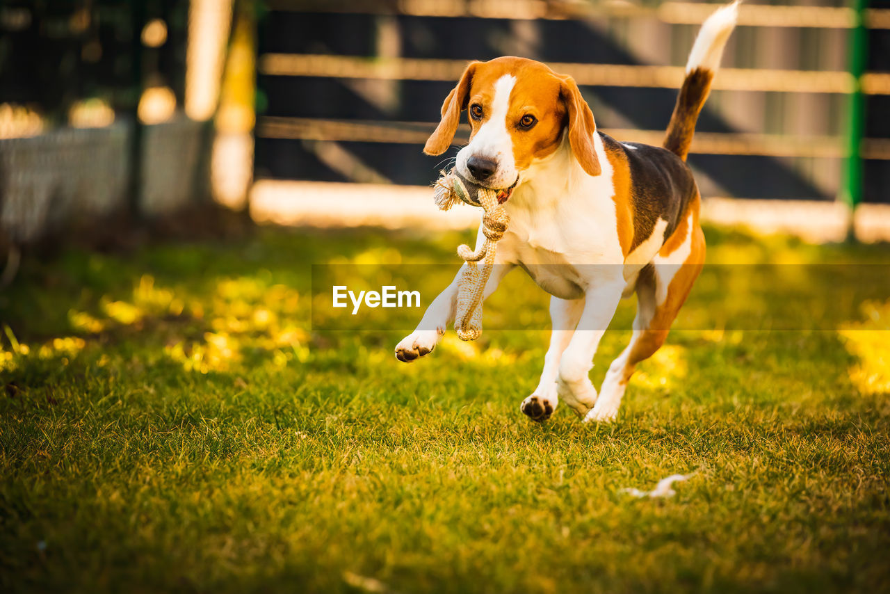 Happy beagle dog in backyard runs and hops jocularly with the toy towards camera. pets in garden.