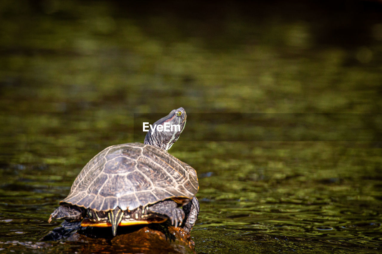 CLOSE-UP OF TURTLE IN THE LAKE