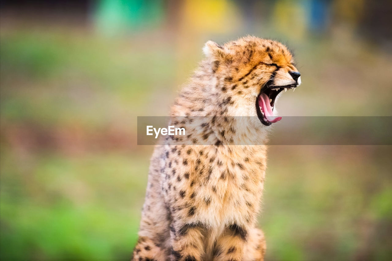 Close-up of a cat yawning