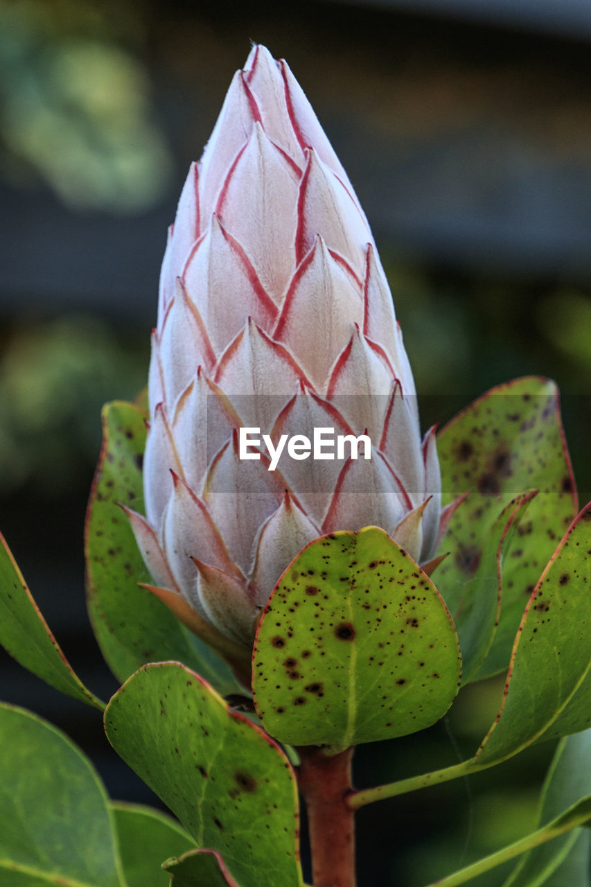 CLOSE-UP OF CACTUS PLANT