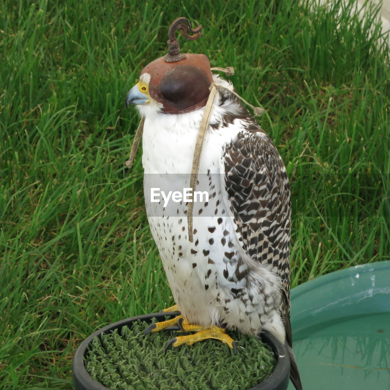 High angle view of hunting falcon with hood