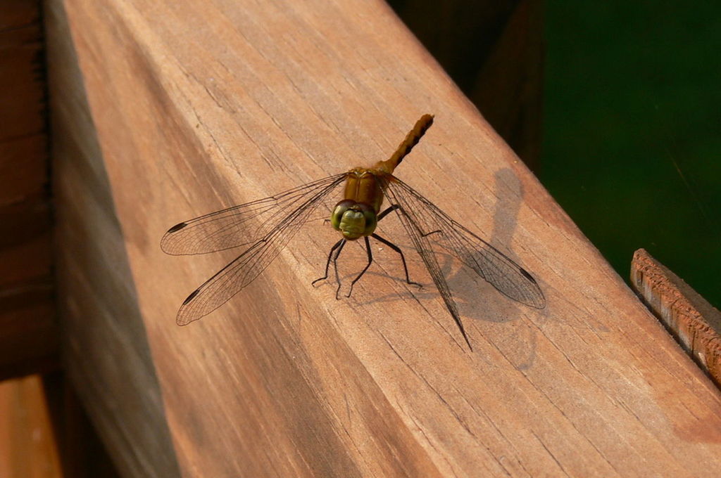 CLOSE-UP OF INSECTS ON WOOD