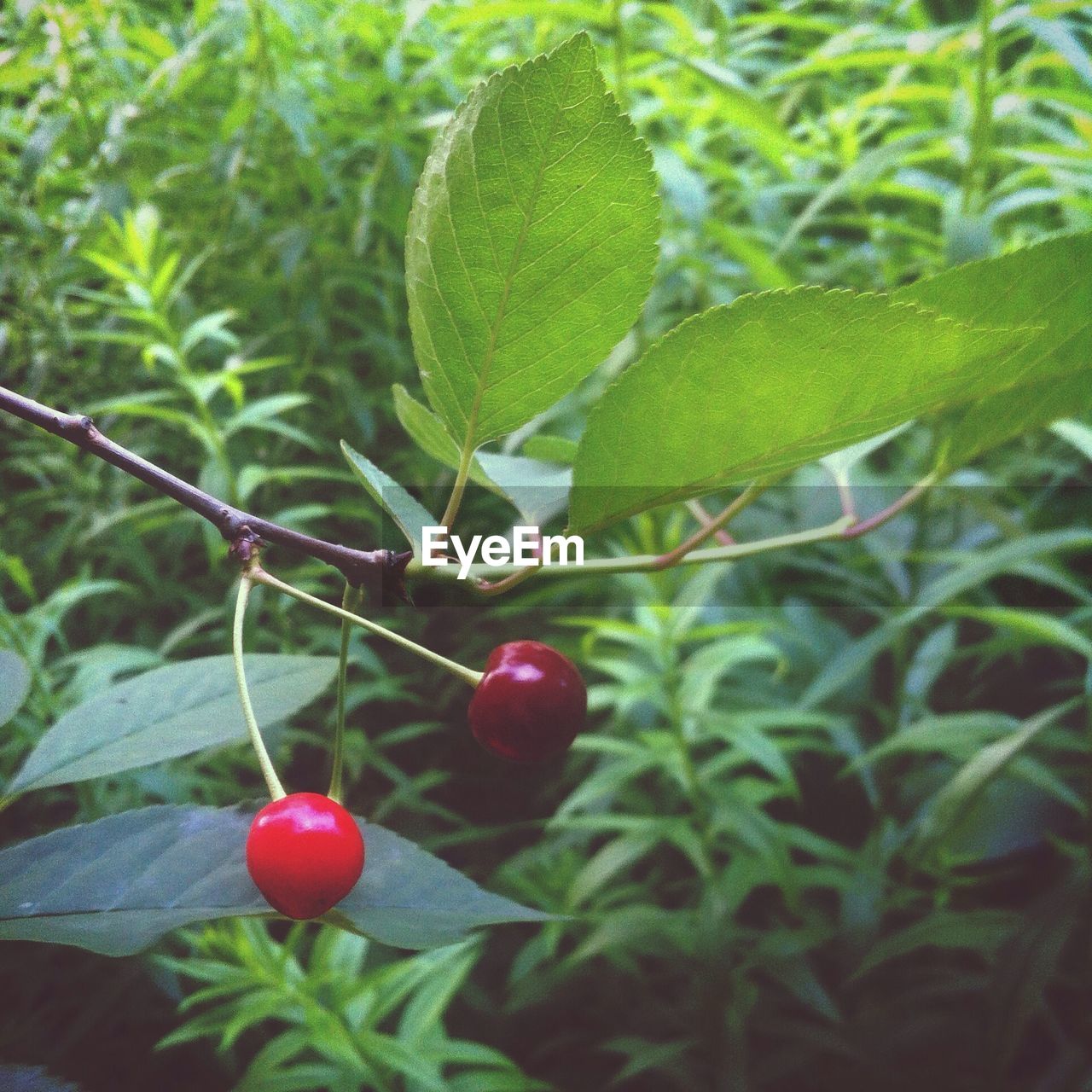 CLOSE-UP OF RED BERRIES ON TREE