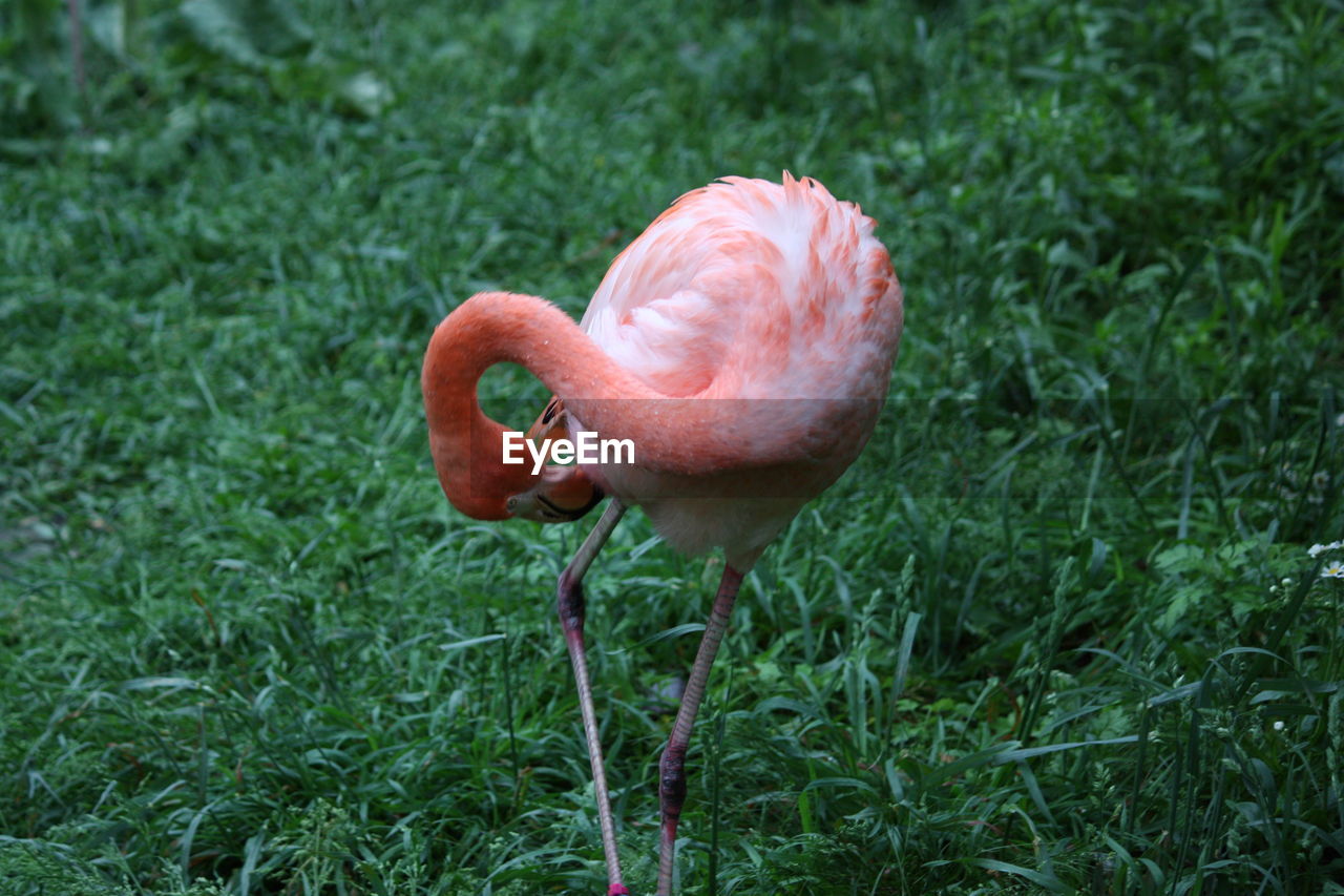 Close-up of flamingo perching on grassy field