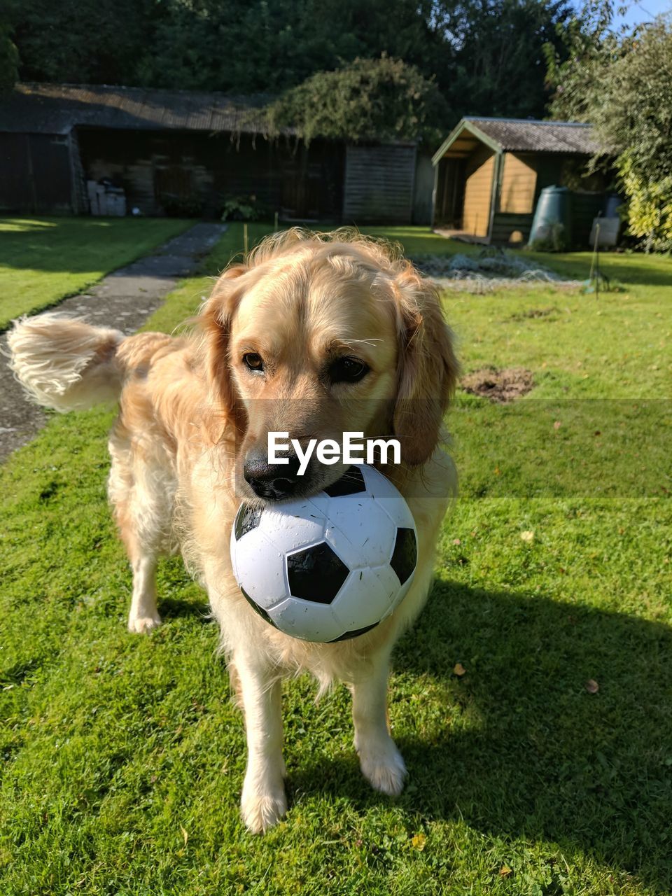 Dog looking away on field