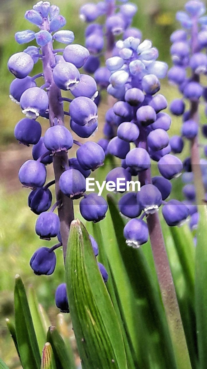 CLOSE-UP OF PURPLE FLOWER PLANTS