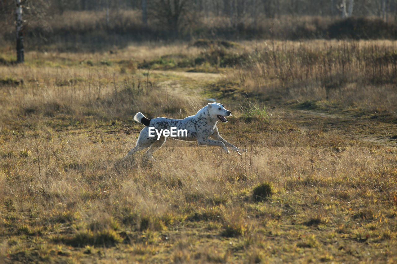 BLACK DOG RUNNING ON FIELD