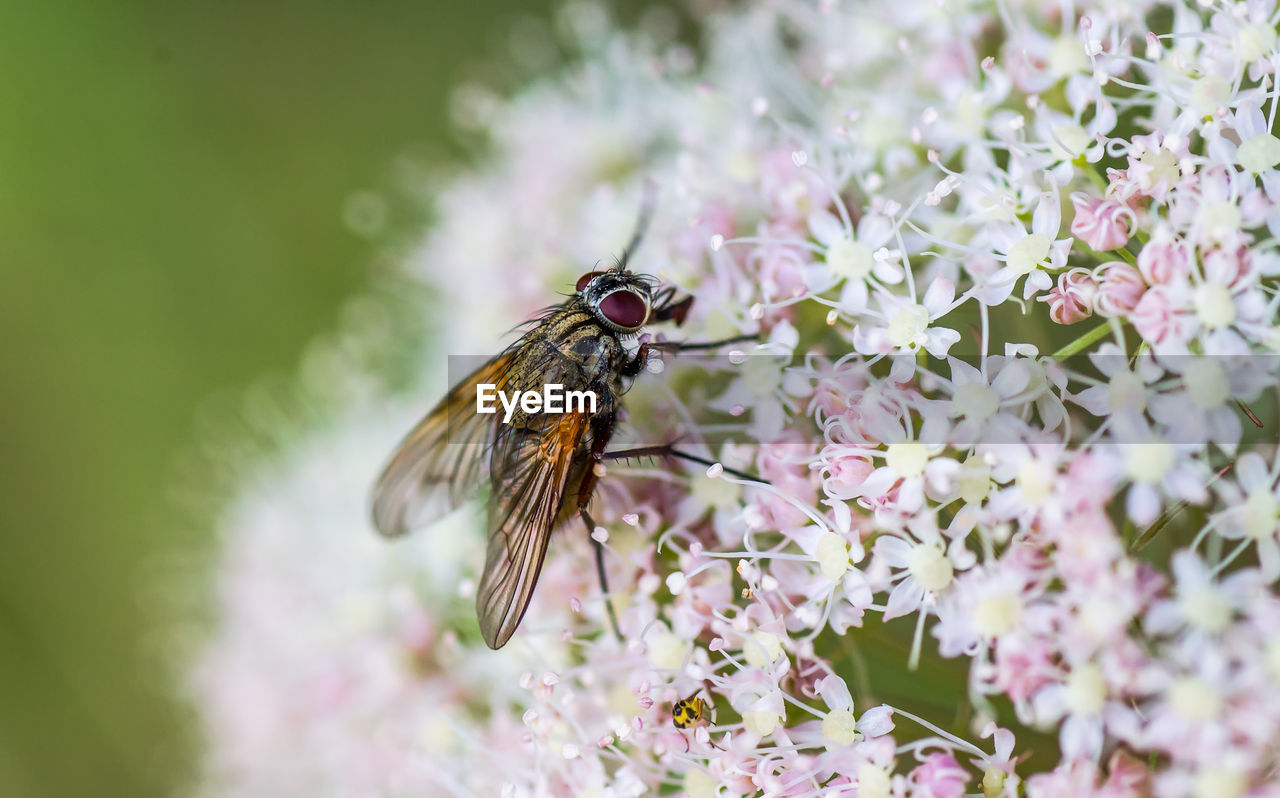 Close-up of housefly on flowers