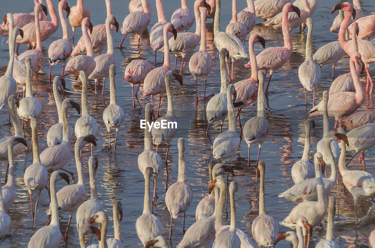 HIGH ANGLE VIEW OF BIRDS ON SHORE