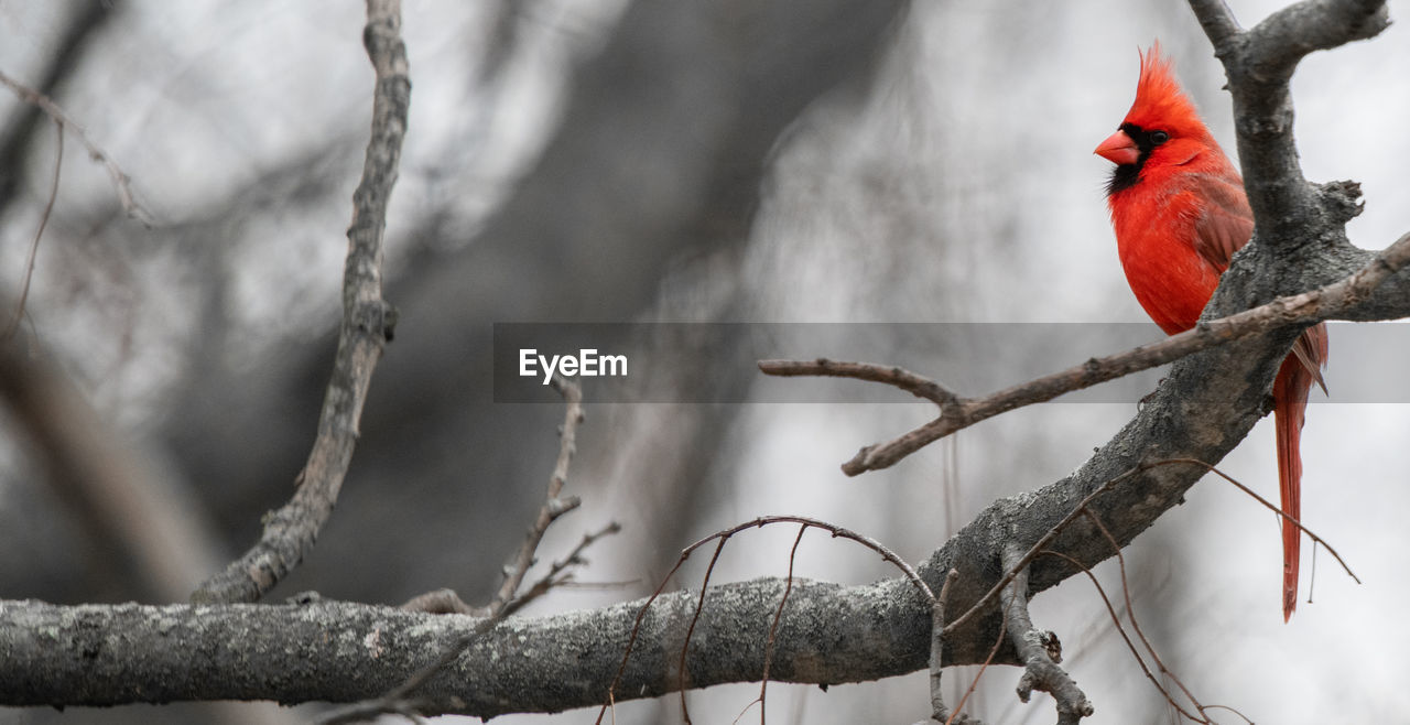 VIEW OF BIRD PERCHING ON BRANCH