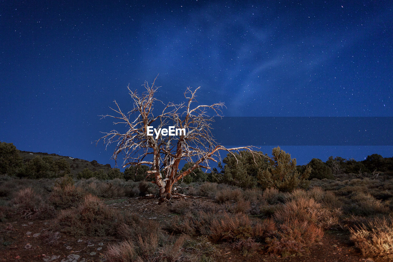 Bare trees on landscape against blue sky