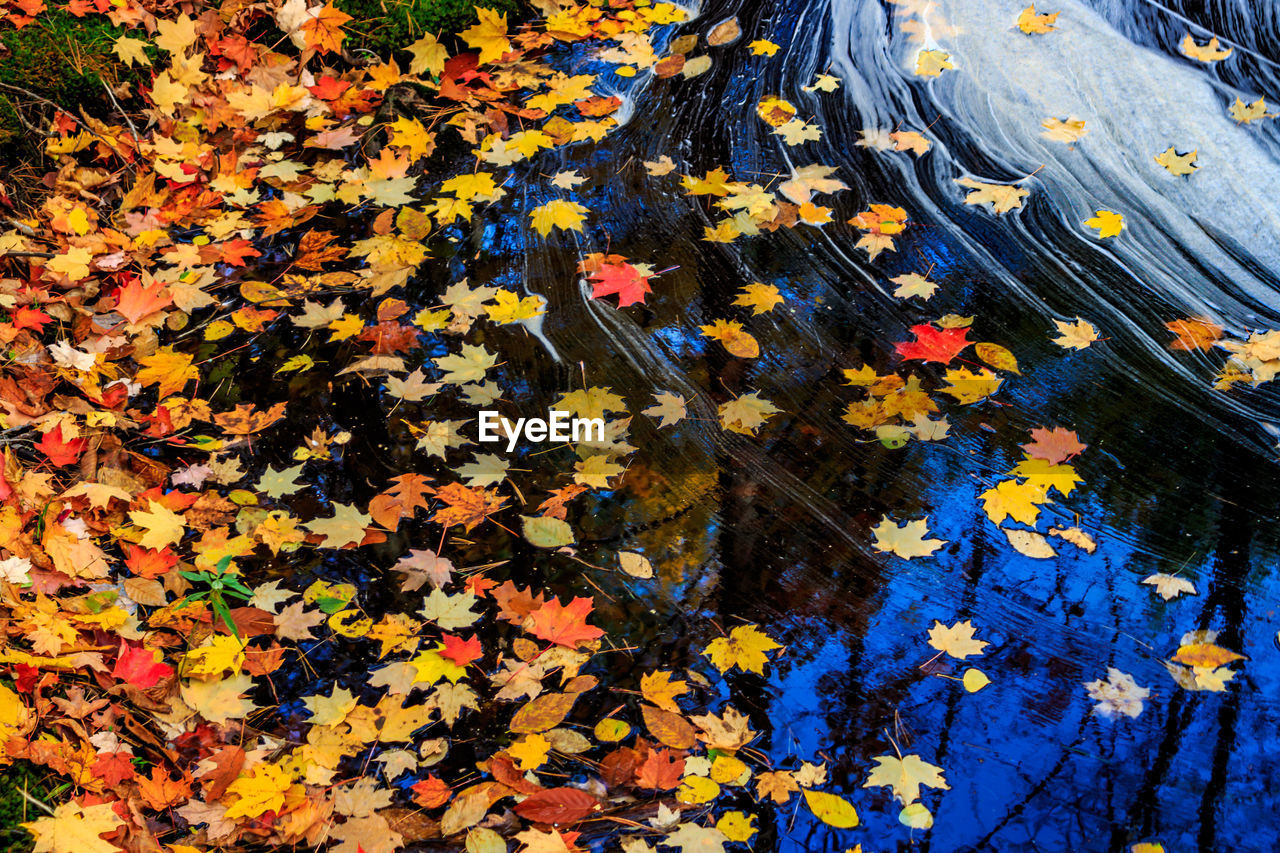 High angle view of autumn leaves