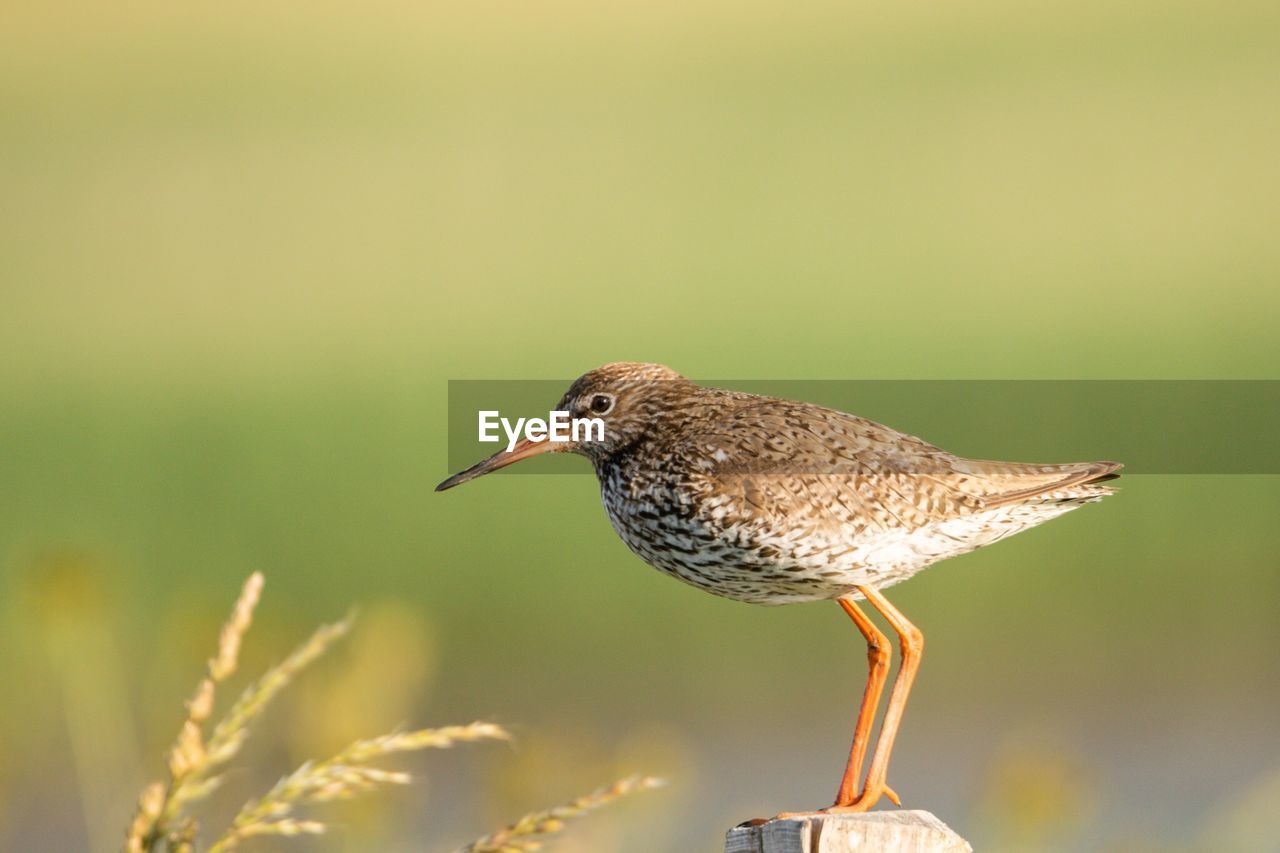 Close-up side view of bird perching on wooden post