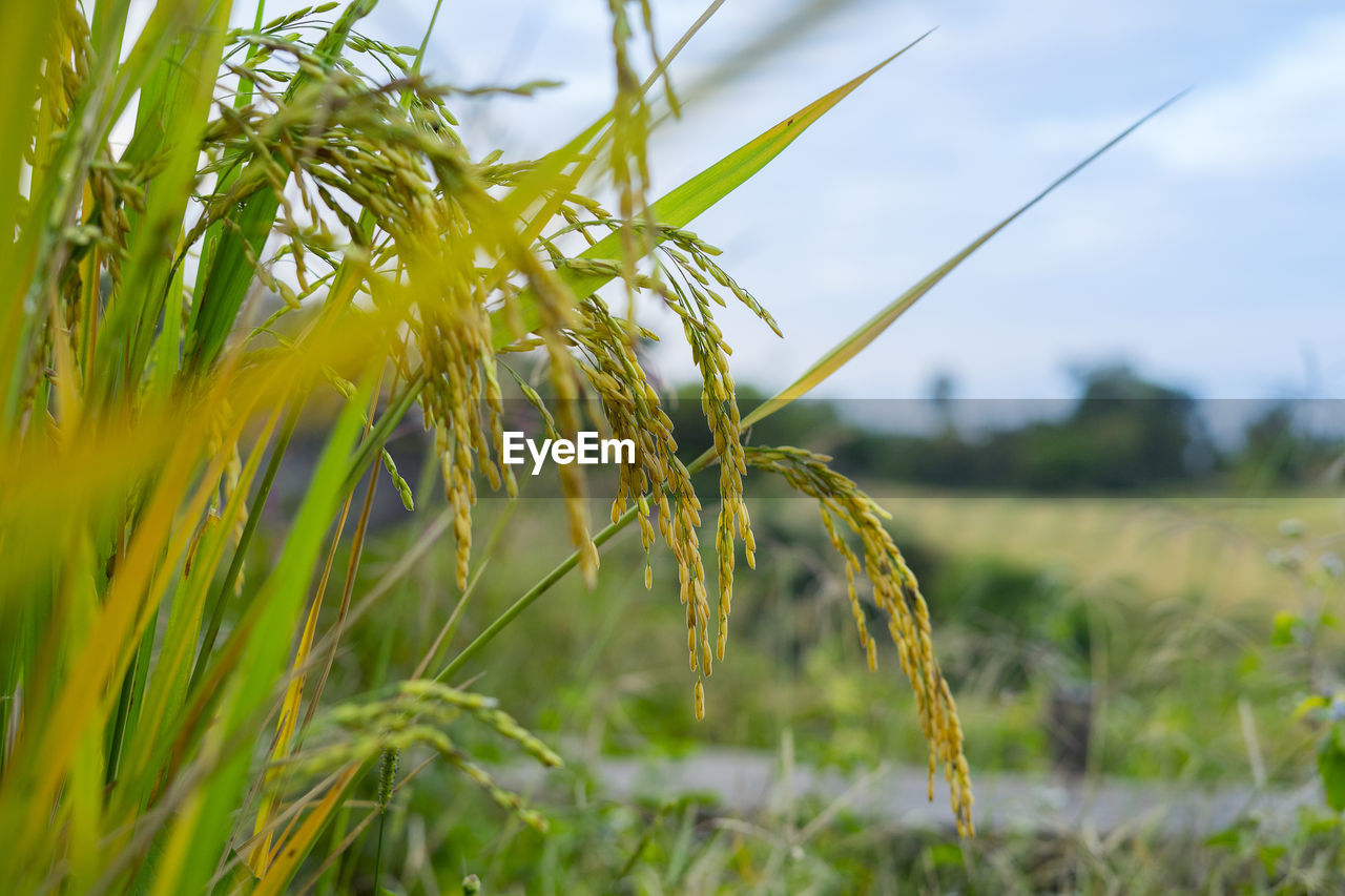 CLOSE-UP OF CROPS GROWING ON FIELD