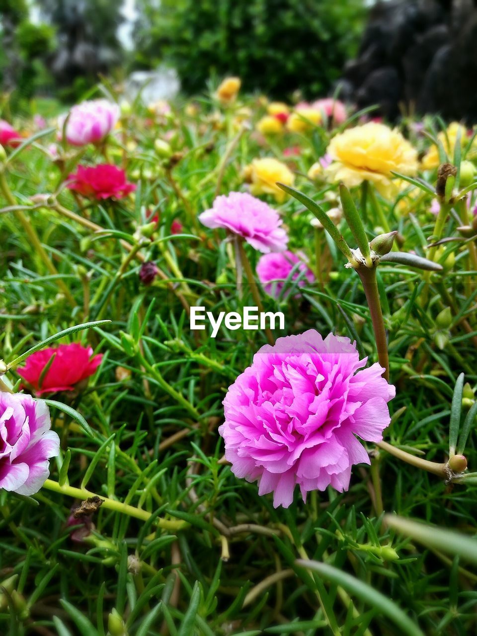 Colorful flowers blooming in garden