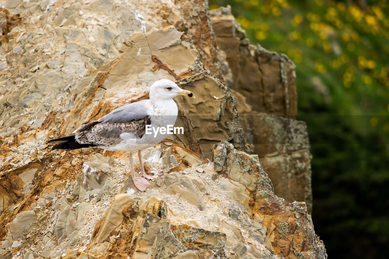 CLOSE-UP OF BIRD PERCHING ON ROCK