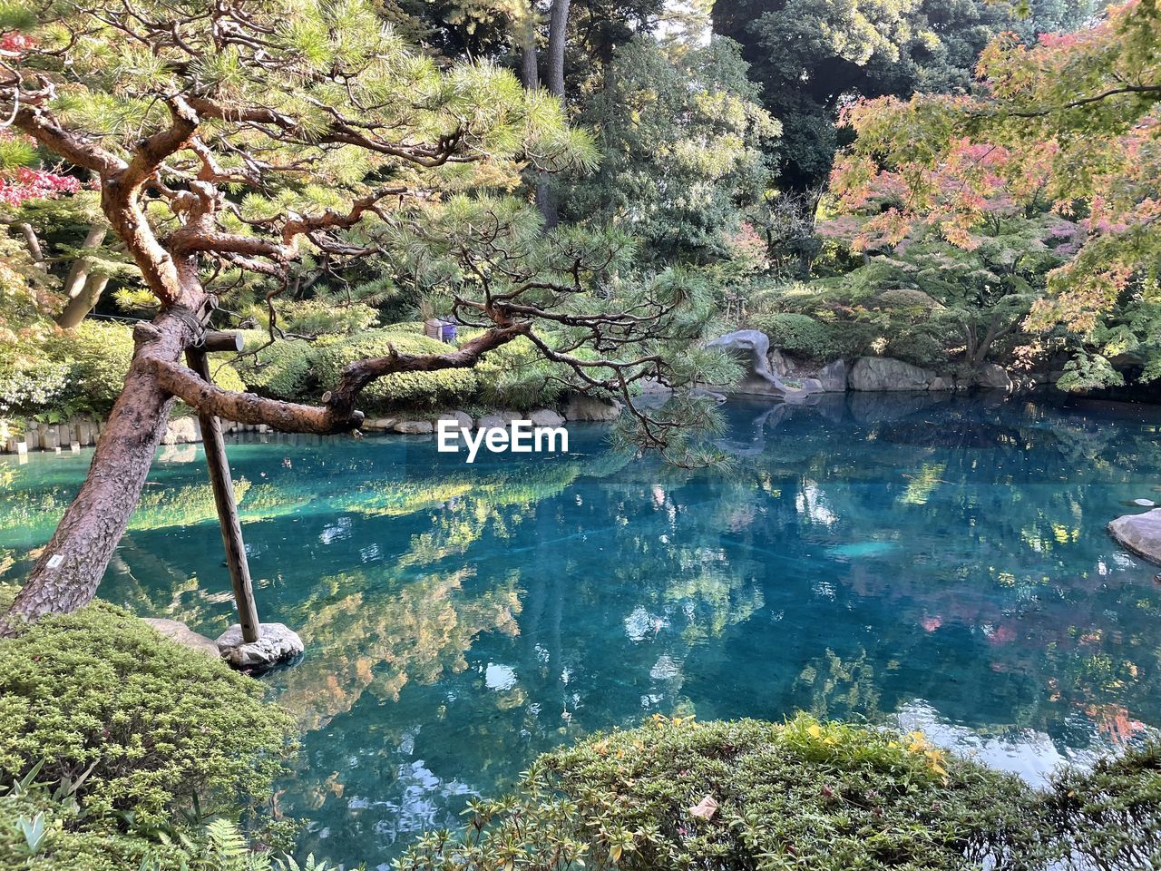 Scenic view of lake in forest