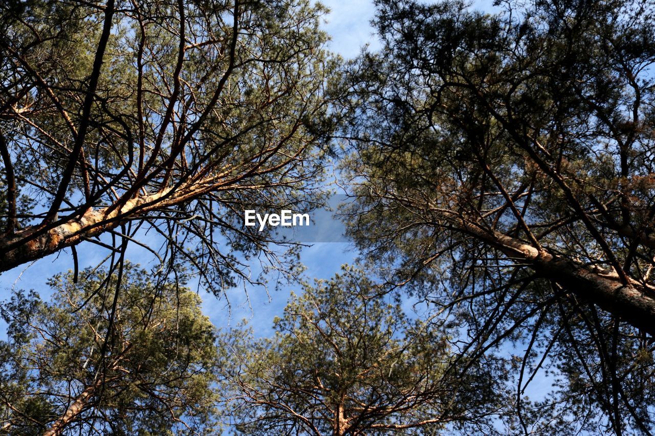 LOW ANGLE VIEW OF TREES AGAINST SKY IN FOREST