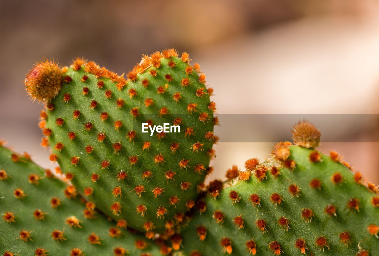 CLOSE-UP OF SUCCULENT PLANT GROWING ON TREE