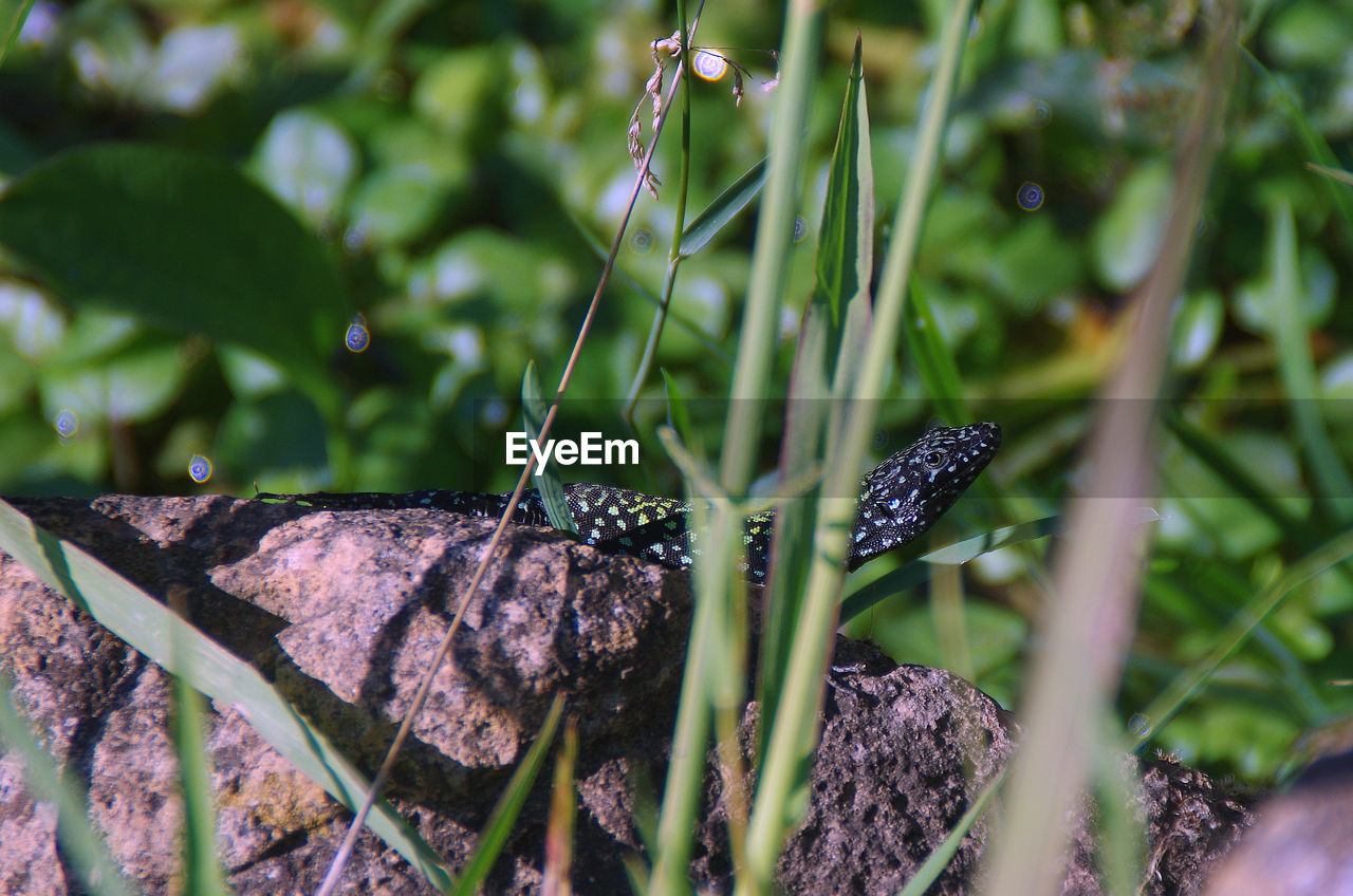 A black and green lizard hiding through the vegetation