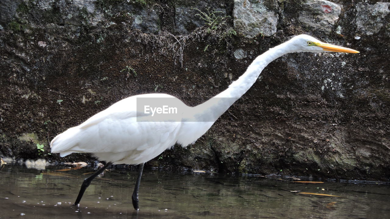 Great egret in lake