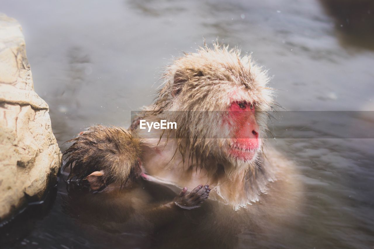 High angle view of monkeys in lake